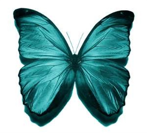 Teal-Butterfly.jpg